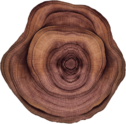 Wood log cross-section